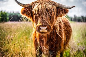 Schotse Hooglander in de Somerense Vennen van Bas Fransen