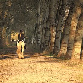 paard  bos von Peter Sonneveld