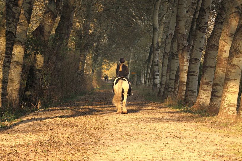 paard  bos by Peter Sonneveld