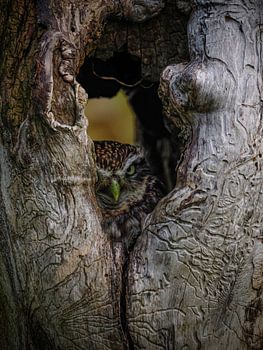 Dwerguil, verstopt in een boom