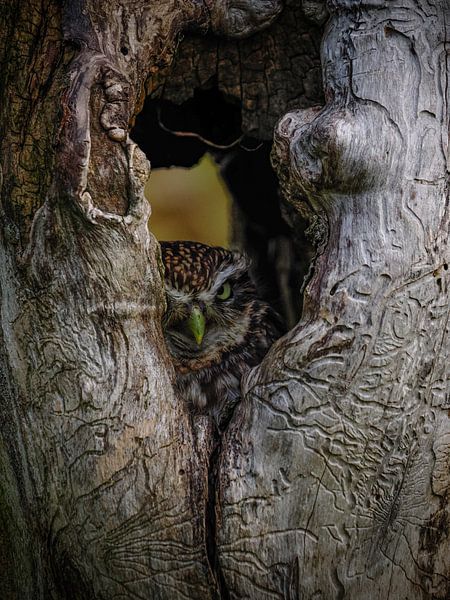 Chouette naine, cachée dans un arbre par Jimmy Keetman