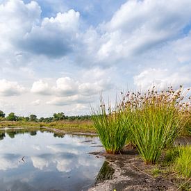 De Cokse Heide by Koop point