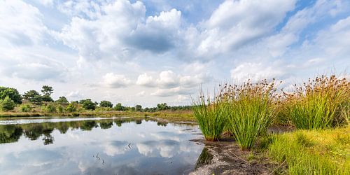 De Cokse Heide