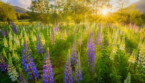 Lupinen blühen im Sommer auf einem Feld in Norwegen