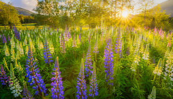 Lupinen blühen im Sommer auf einem Feld in Norwegen