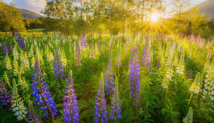 Lupinen blühen im Sommer auf einem Feld in Norwegen von Bas Meelker