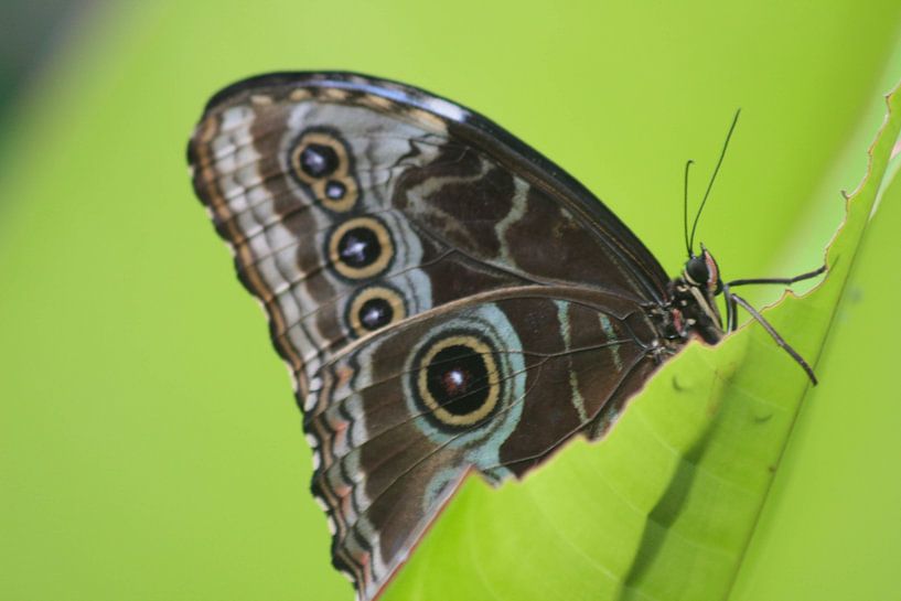 Ik heb honger! Vlinder eet aan een blaadje van de buurtfotograaf Leontien