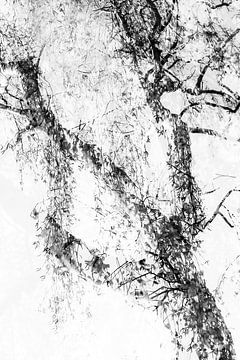 Résumé de l'arbre sur Ingrid Van Damme fotografie