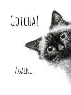 Coole Katze - Schon wieder erwischt
