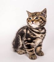 Golden Tabby 