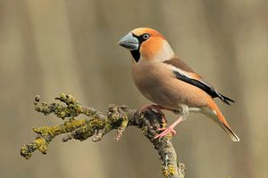 Chardonneret sur une branche