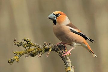 Appelvink op tak van Wim van der Meule