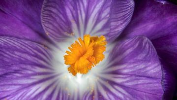 Crocus by Jan van der Knaap