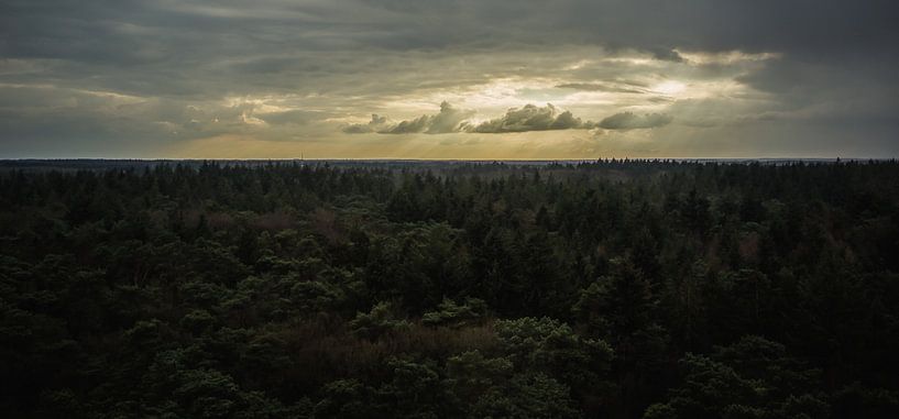 View over the forest by Martzen Fotografie