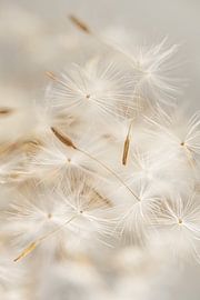 Blowing away fluff in natural soft colours by Marjolijn van den Berg