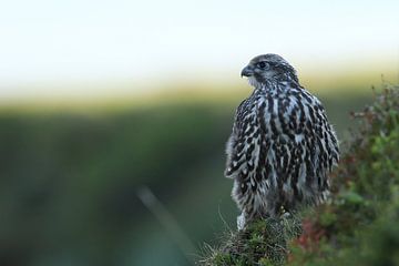 Jonge valk (Falco rusticolus) IJsland van Frank Fichtmüller
