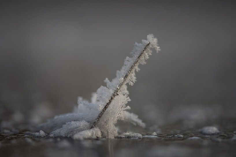 winter by Bart Liesenborgs