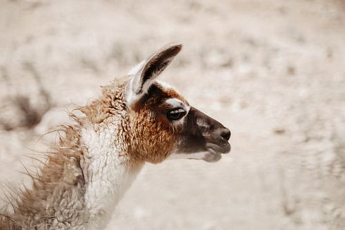 Porträt eines Lamas