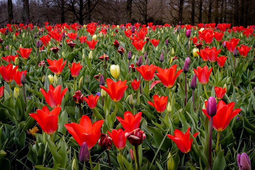 Flowerfield by Anouk Snijders
