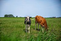 Summer cows in Friesland