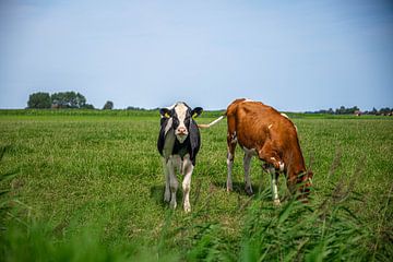 Zomerse koeien in Friesland van Jan Medema