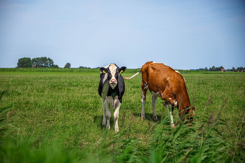 Summer cows in Friesland by Jan Medema