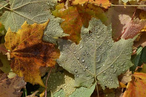 Herfstbladeren in een loofbos