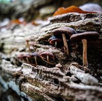 Gezinnetje paddestoelen