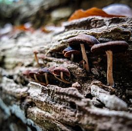 Mushroom family by Danny van Schijndel