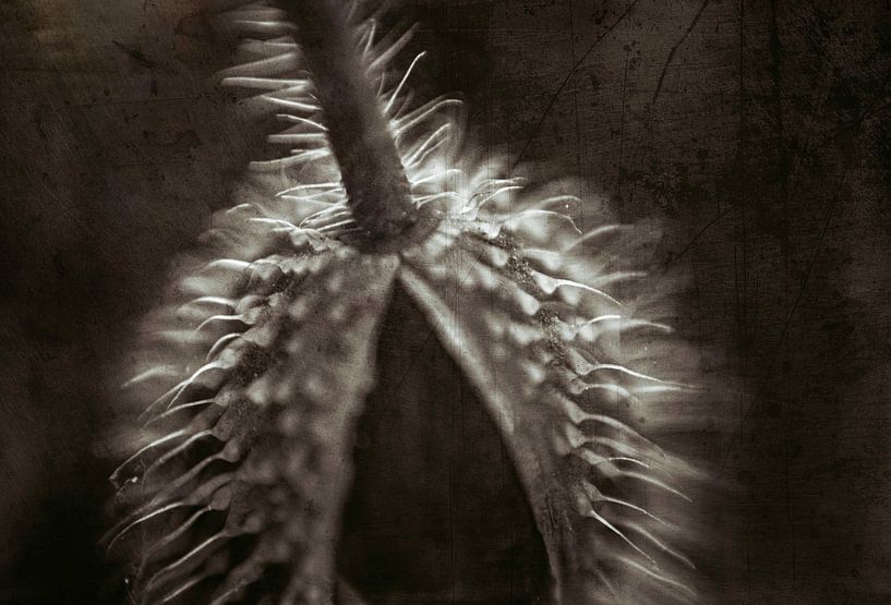 Flower bud poppy by natascha verbij