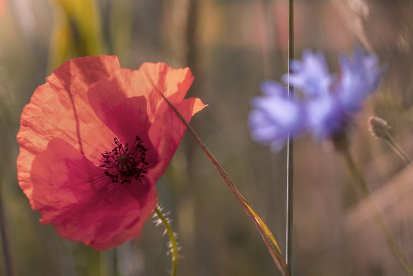 papaver van Kurt Krause