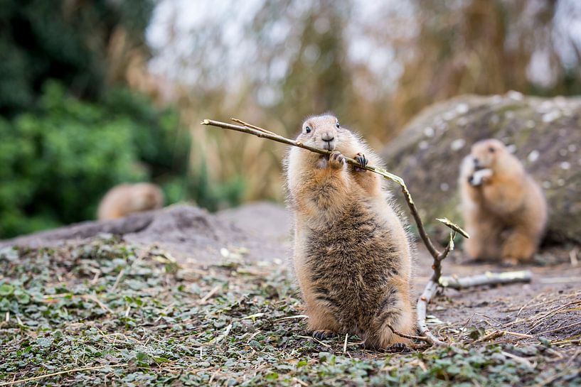 Prairie  dogs having lunch by Monique Hassink