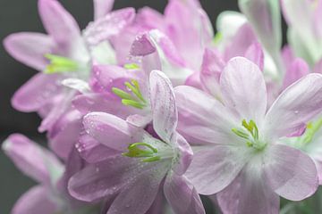 Lente krokussen in een apart jasje van kleur van Jolanda de Jong-Jansen