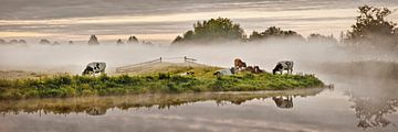 Kühe im Molenpolder bei Tienhoven von Frans Lemmens