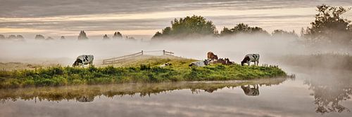 Cows in the Molenpolder near Tienhoven, the Netherlands.