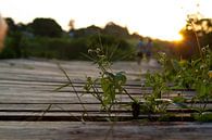 Zonsondergang in het regenwoud van rene marcel originals thumbnail