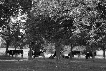 Koeien zoeken de schaduw in boomgaard van Herman Peters