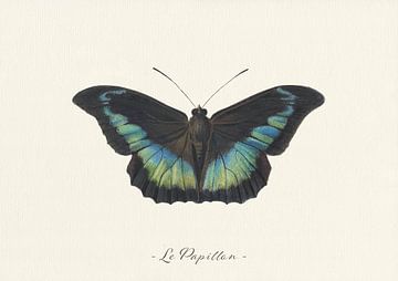 Le Papillon van Walljar