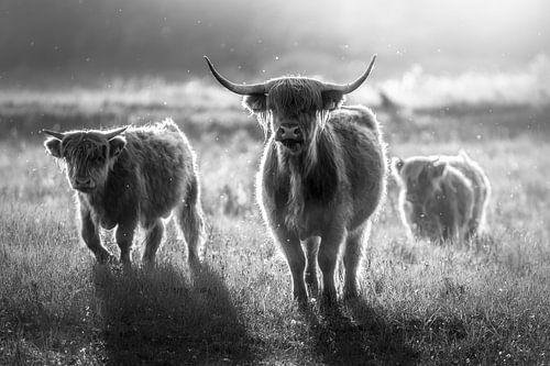 Les Highlanders écossais