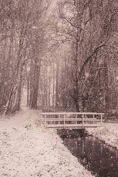 Winterdag in het bos van Nancy van Verseveld