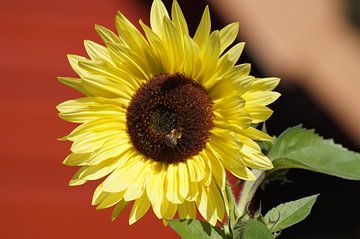 Blossom of a sunflower by Karsten Mücke