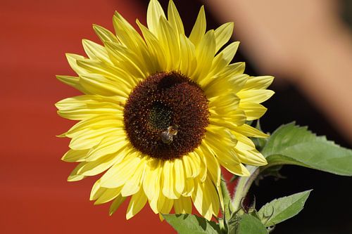Fleur de tournesol