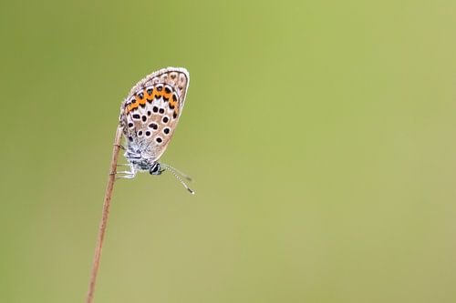 Schmetterling im Gras
