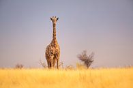 Giraffe on savannah by Chris Stenger thumbnail