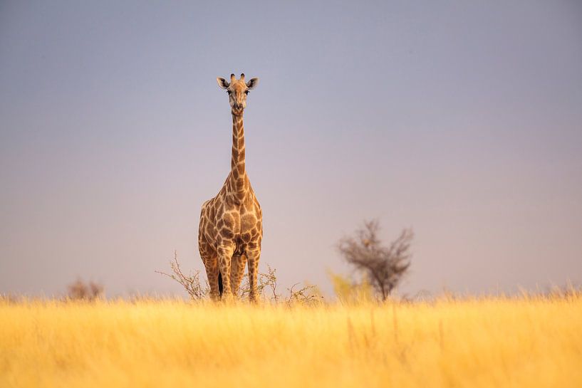 Giraffe on savannah by Chris Stenger