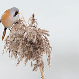 Baardman in het riet in de winter van Jeroen Stel