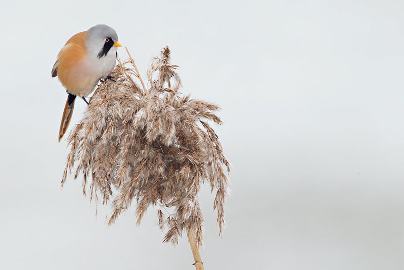 Baardman in het riet in de winter van Jeroen Stel