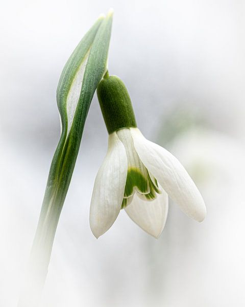 Sneeuwklokje van Bart Hendrix