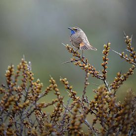 Blaukehlchen von Tom Zwerver