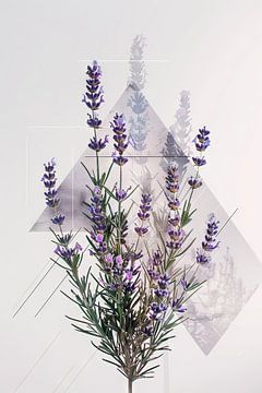 Lavendel van Felix Brönnimann